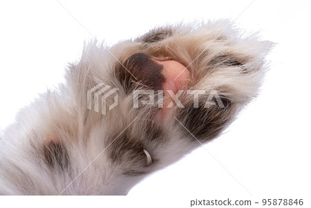 dog paw isolated 95878846