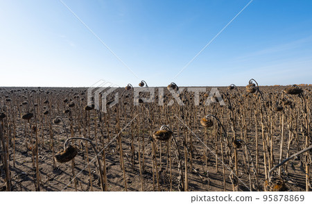 dry sunflower field dry sunflower field 95878869