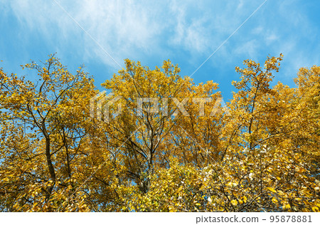 autumn forest landscape autumn forest landscape 95878881