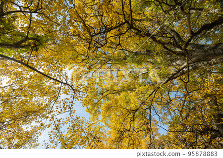 autumn forest landscape autumn forest landscape 95878883