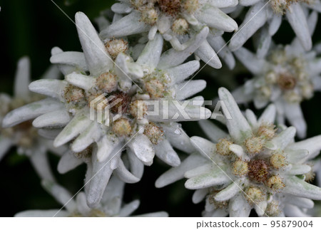 Little group of edelweiss Little group of edelweiss 95879004