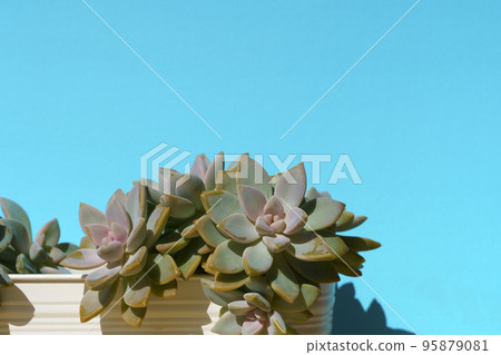Succulent minimal decoration background. Cactus home plant on colorful clean blue background. Copy space.  95879081