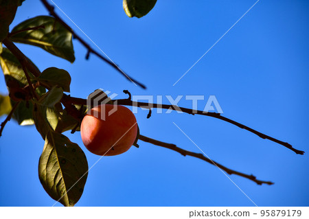 Autumn has arrived, astringent persimmons at harvest time 95879179