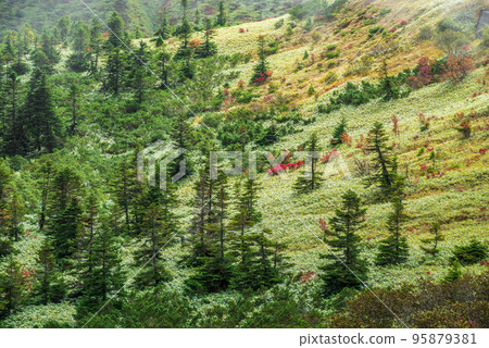 《Gunma Prefecture》The Yoshigadaira Wetlands Surrounded by Fog, From Shibutoge Route 292 95879381