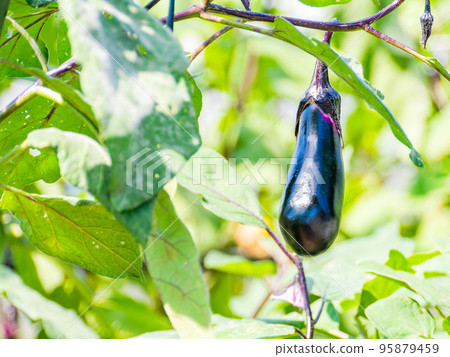 Autumn eggplants that look delicious and are about to be harvested 95879459
