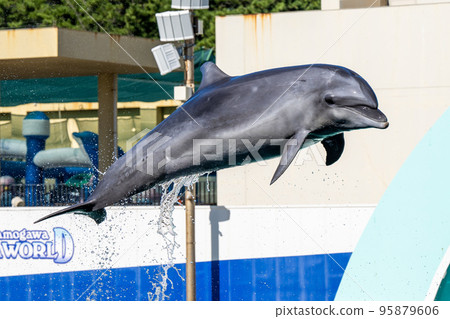 Jumping dolphins Kamogawa Sea World Jumping dolphins Kamogawa Sea World 95879606