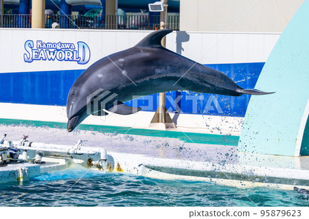 跳躍的海豚鴨川海洋世界 95879623