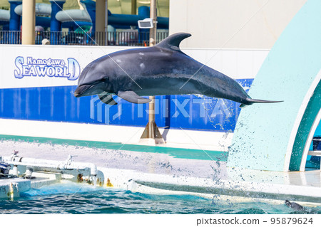 跳躍的海豚鴨川海洋世界 95879624