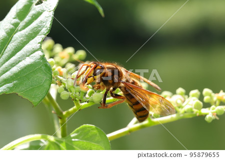The flower of the bush mustard and the yellow hornet 95879655