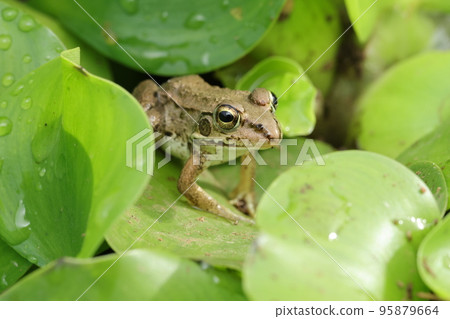 東京達摩蛙的幼蟲 東京達摩蛙的幼蟲 95879664