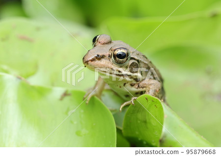 Larva of Tokyo Daruma Frog 95879668