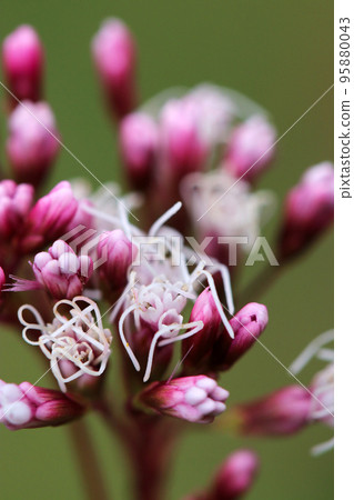 A macro close-up of Fujibakama flowers, an essential food plant in the butterfly garden. A macro close-up of Fujibakama flowers, an essential food plant in the butterfly garden. 95880043