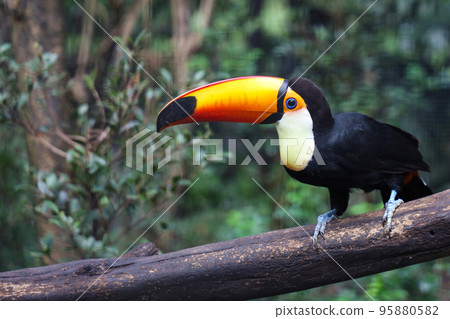 The toco toucan bird on the wood tree in forest 95880582