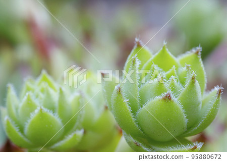 Sempervivum tectorum plant. Sempervivum tectorum plant. 95880672