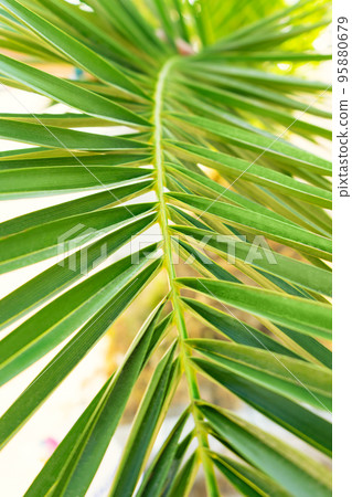 Green leaf of palm close up background Green leaf of palm close up background 95880679