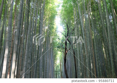 Bamboo grove 95880711