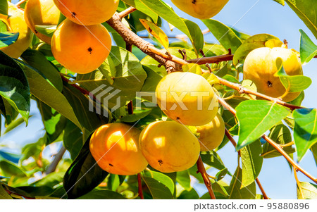 The taste of autumn: persimmons that look delicious against the blue sky The taste of autumn: persimmons that look delicious against the blue sky 95880896