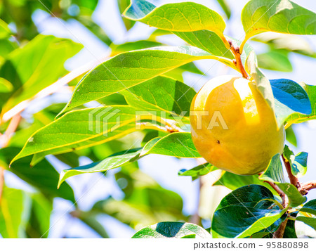 The taste of autumn: persimmons that look delicious against the blue sky 95880898
