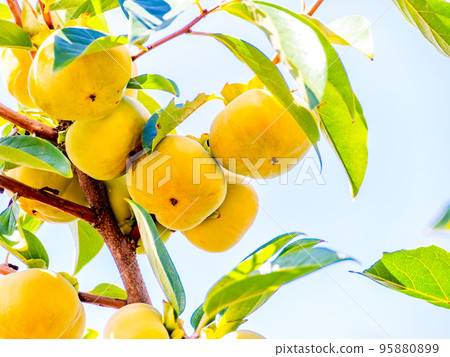 The taste of autumn: persimmons that look delicious against the blue sky 95880899