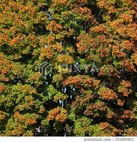 Colors of nature, maple tree in autumn. 95880903