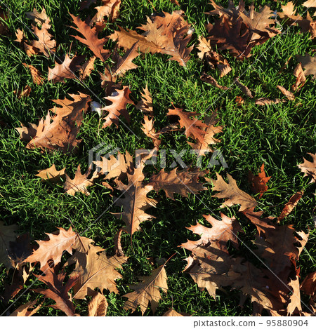 Beautiful shaped red oak leaves on green grass in autumn. 95880904