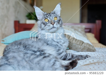 Gray cat resting lying at home on the bed 95881220