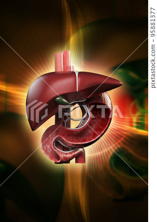 3d rendered stomach and liver isolated on a color background 95881377