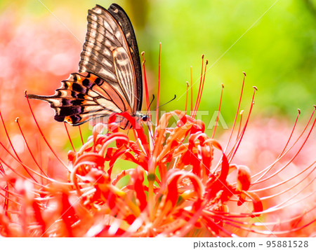 Swallowtail butterfly sucking nectar from a cluster amaryllis in full bloom 95881528