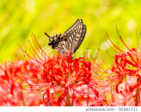 Swallowtail butterfly sucking nectar from a cluster amaryllis in full bloom 95881531