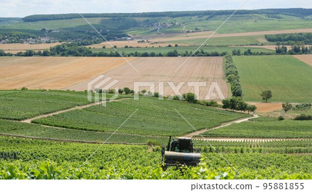vineyards in the champagne region near Reims in France vineyards in the champagne region near Reims in France 95881855
