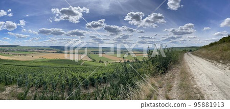 vineyards in the champagne region near Reims in France vineyards in the champagne region near Reims in France 95881913
