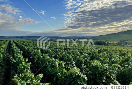 vineyards in the champagne region near Reims in France vineyards in the champagne region near Reims in France 95881914