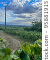 vineyards in the champagne region near Reims in France 95881915