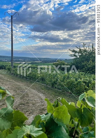 vineyards in the champagne region near Reims in France 95881915