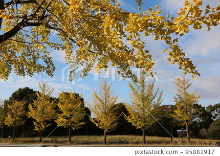 金葉季節的銀杏樹 95881917