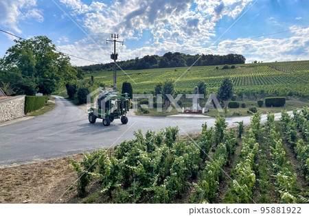 vineyards in the champagne region near Reims in France 95881922