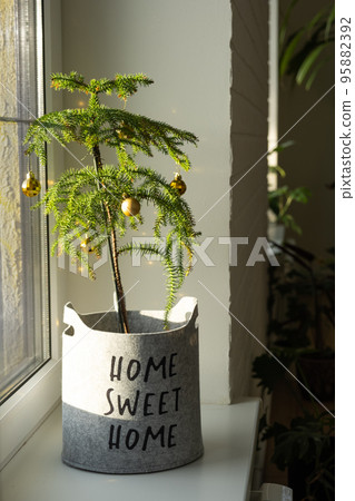 Araucaria house plant is a room spruce decorated with Christmas balls like a Christmas tree in a cozy felt planter with the inscription home sweet home. Green home interior decor 95882392