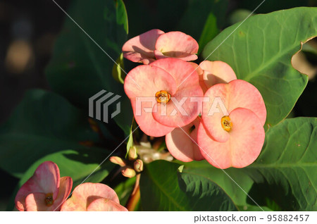 Christ Thorn, Euphorbia milii or Euphorbiaceae Christ Thorn, Euphorbia milii or Euphorbiaceae 95882457