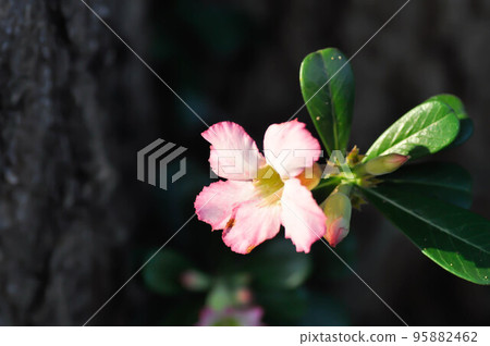 Desert rose, Impala lily or adenium obesum or pink flower 95882462