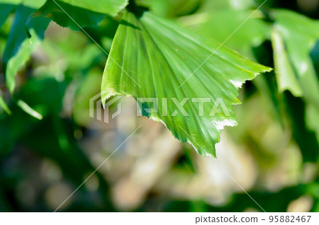 Caryota urens, Palmae or ARECACEAE or Caryota mitis Lour or Fishtail Palm or Wart Fishtail Palm 95882467