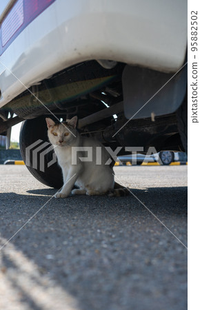 Cat under the car Cat under the car 95882502