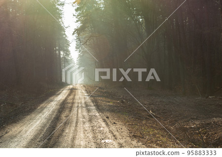 Dirt road through a misty forest in eastern Poland Dirt road through a misty forest in eastern Poland 95883333