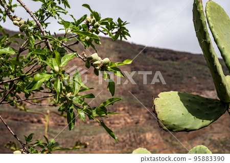 Amazing flowers in Barranco de Guayadeque, Gran Canaria, Canary Island, Spain, Europe Amazing flowers in Barranco de Guayadeque, Gran Canaria, Canary Island, Spain, Europe 95883390