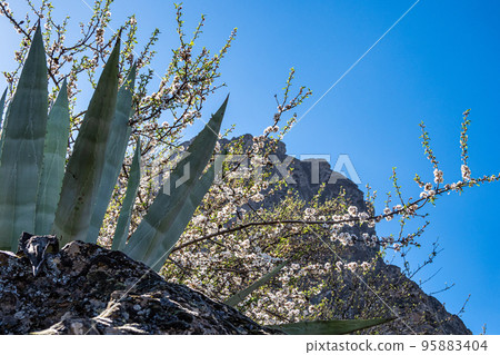 Flora in the Valley of Tejeda at Gran Canaria, Spain. Hiking along the Barranco de Tejeda 95883404