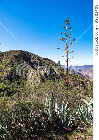 Valley of Tejeda at Gran Canaria, Spain. Hiking along the Barranco de Tejeda 95883405