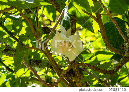 Flowers and trees in the Finca de Osorio Botanical Park near Teror, Gran Canaria Island, Spain 95883410