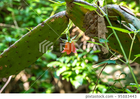 Los tilos de Moya, the last Laurisilva forest of Gran Canaria, located at the Rural Park of Doramas, Spain 95883443