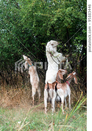 oriental goats of Pakistani and Nubian breed on pasture - nibbling foliage 95883446