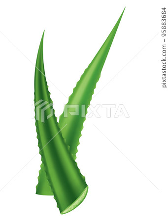 Aloe vera, realistic green plant, leaves and cut pieces isolated on white background. Icon use for cosmetic products advertesment or for banner, poster design 95883684