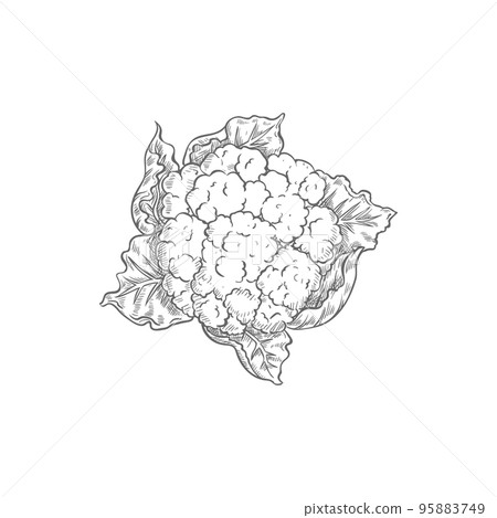Cauliflower cabbage isolated vegetable brassica monochrome sketch. Vector vegetarian food, organic vegetable, Brassica oleracea annual plant, only head is eaten. White or green hand drawn cauliflower 95883749